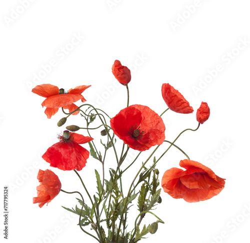 Bouquet  of wild Poppies isolated on white background.
