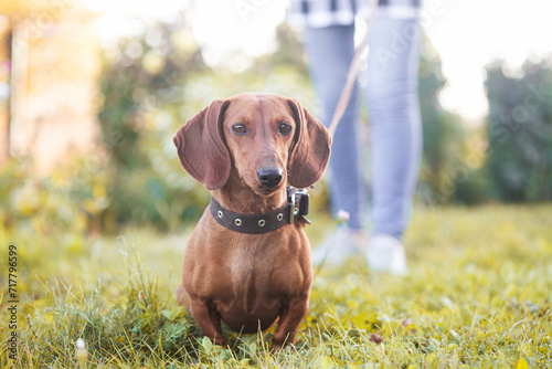 Dachshund dog walks on a leash with its owner on the green lawn