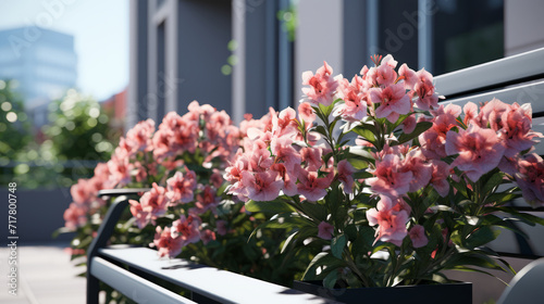 Bright pink azaleas bloom on modern city balcony, sunny summer day.