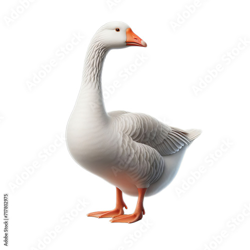 goose isolated on transparent or white background, PNG