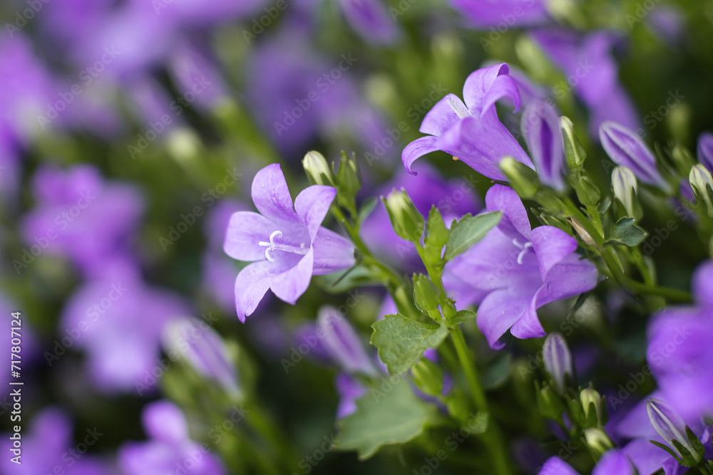 Dalmatiner Glockenblume-Campanula portenschlagiana Dalmatiner Glockenblume-Campanula portenschlagiana