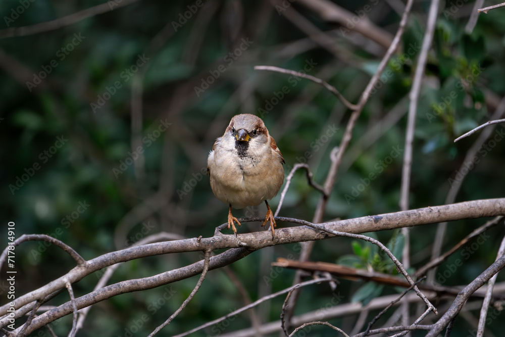 Beautiful portrait of a passerine bird on a tree branch and blurred background vegetation looking straight in the middle of nature, in the Sierra de Andujar, Andalucia, Spain, Europe