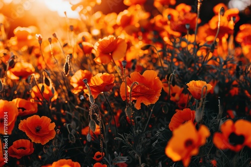 A poppy field in the sun. Nature, the natural background