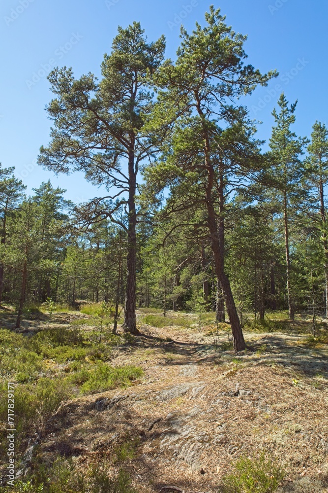 Landscape view of nature trail at summer time at Lövö recrearional area, Finland. Landscape view of nature trail at summer time at Lövö recrearional area, Finland.