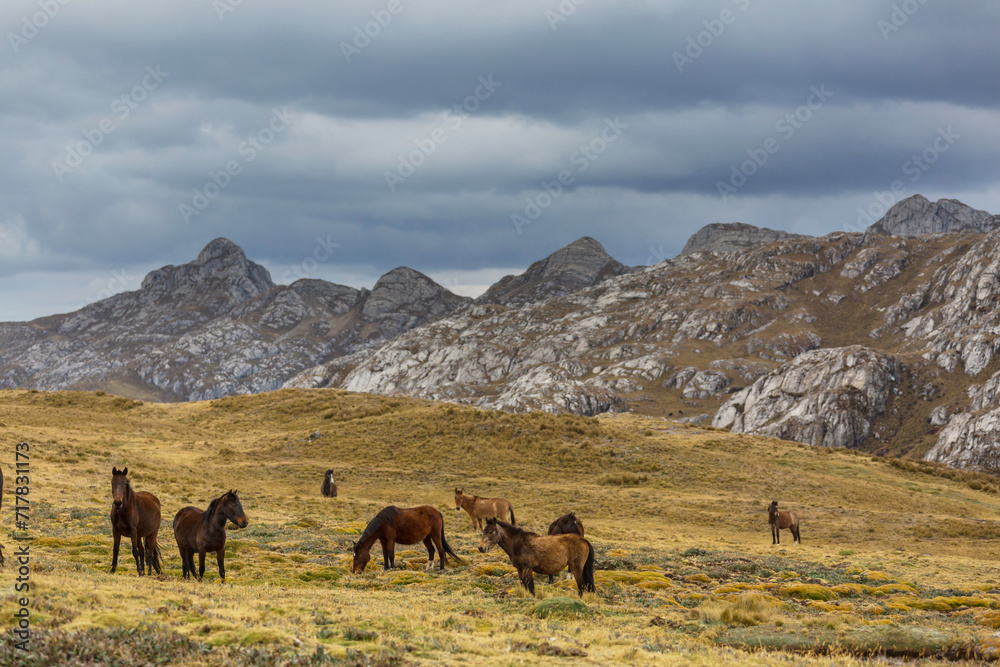 Horse in mountains