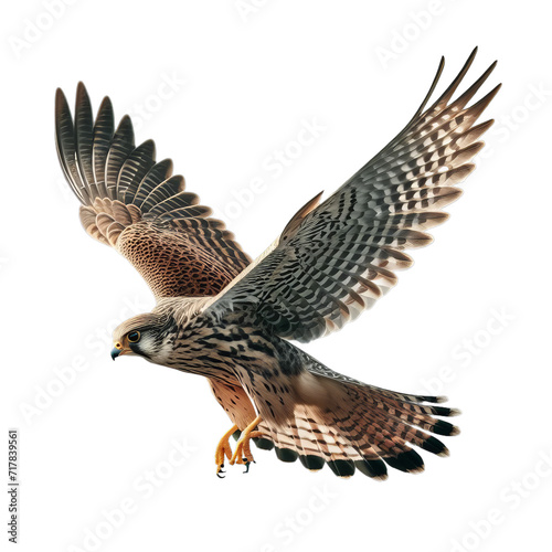 flying  falcon isolated on transparent or white background, PNG
