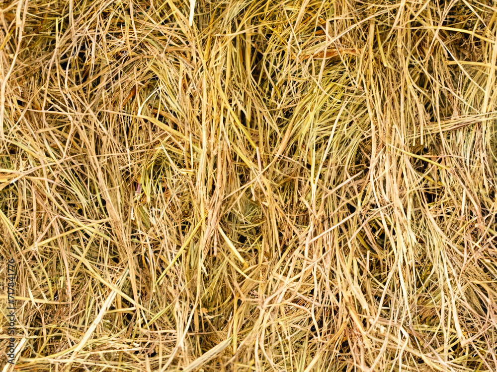 dry straw in the field dry straw in the field