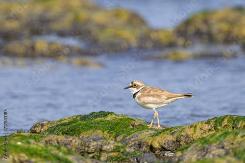 A Little Ringed Plover standing on the beach