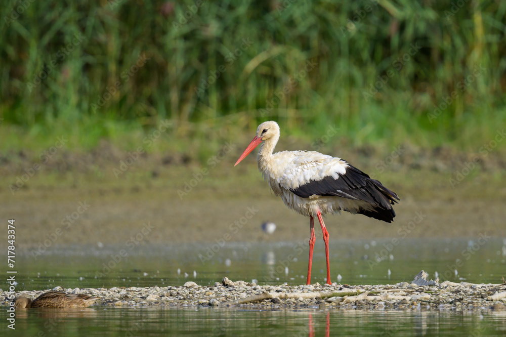 Fototapeta premium A White Stork standing near a pond