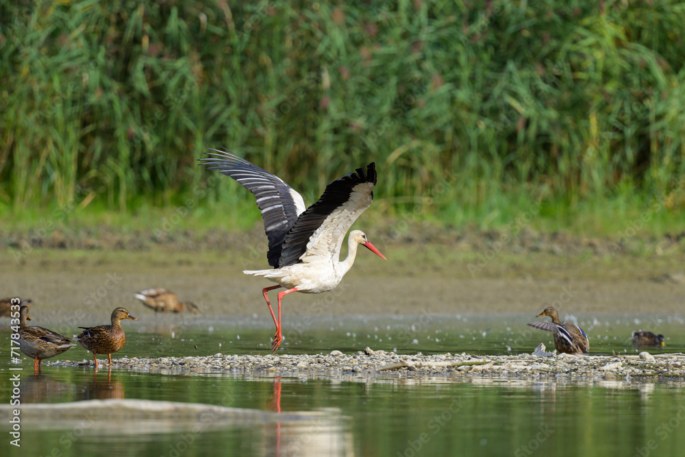 Fototapeta premium A White Stork flying low over water
