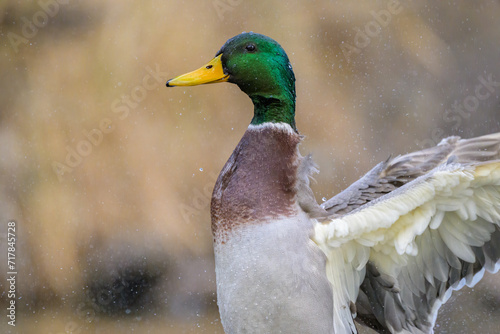 A male mallard flapping the wings in water