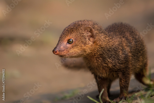 Face close up of a cute Indian gray mongoose, with beautiful blurred background