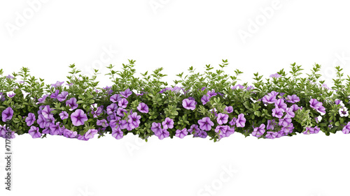 Bush tree flower of bougainvillea on isolated transparent background