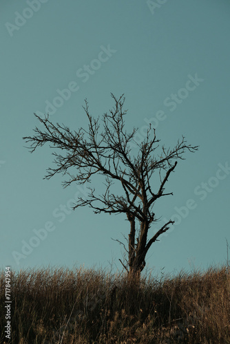 Wallpaper Mural A withered tree Torontodigital.ca