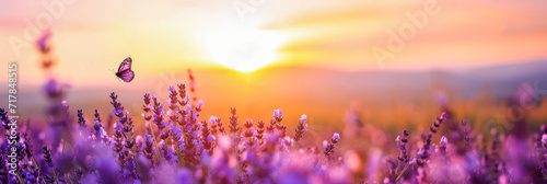 Sunset Over Lavender Field with Butterfly   © Toey Meaong