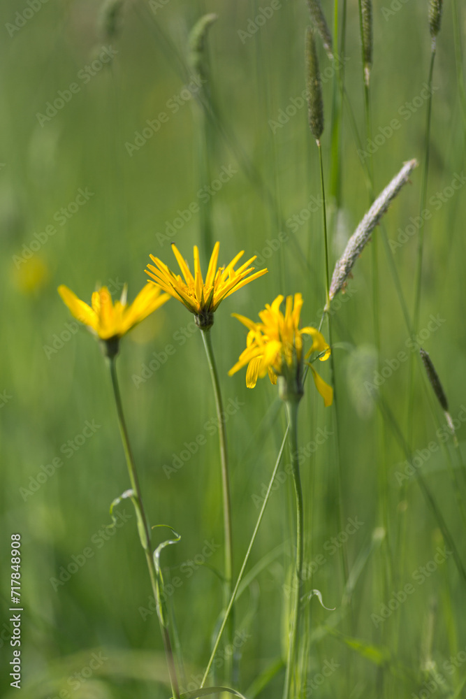 Obraz premium A flower in a field full of grass