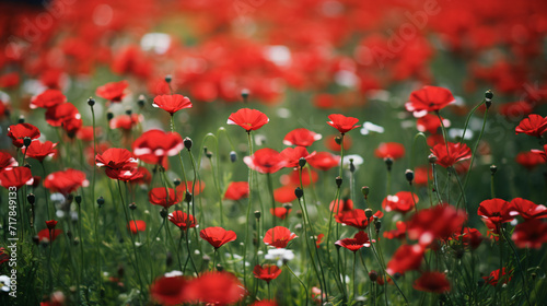 Field with small red flowers