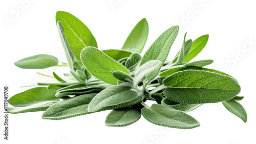 Set of Fresh sage herb isolated on white background