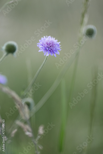 A flower in a field full of grass