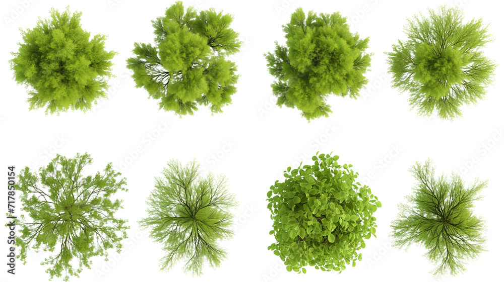 set of Mugworts,Salix purpurea, Myrtle trees rendered from the top view ...
