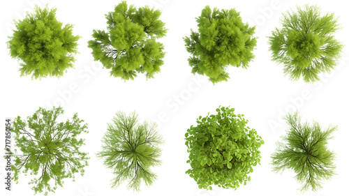 set of Mugworts,Salix purpurea, Myrtle trees rendered from the top view, isolated on transparent background.