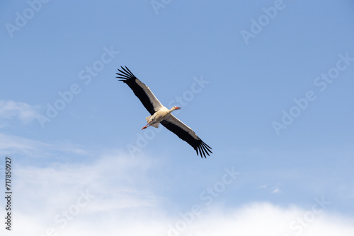 A white stork in flight. A cloudy sky in the background of the animal.