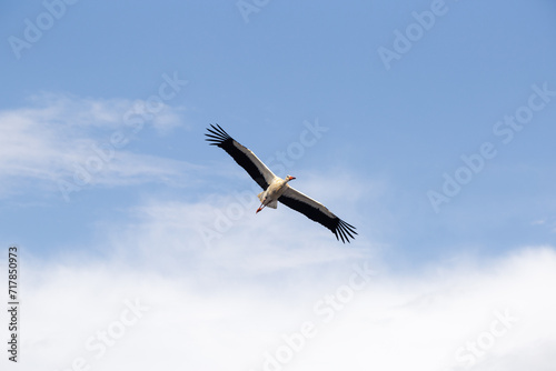 A white stork in flight. A cloudy sky in the background of the animal.