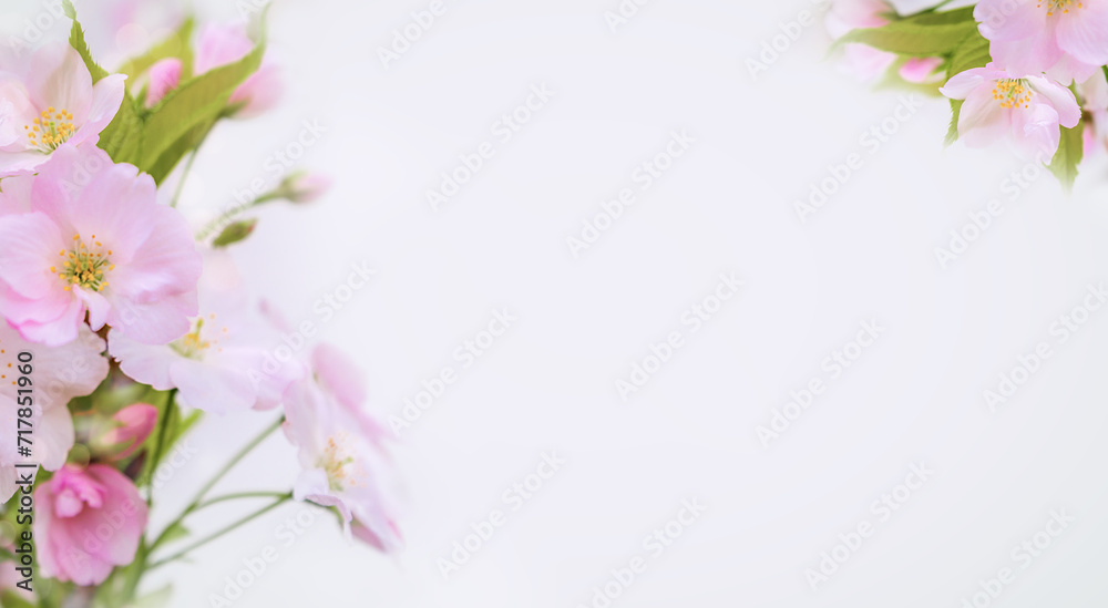 Spring flowers closeup on a white background copy space. Blossoming flowers of a fruit tree. Beautiful spring background, banner