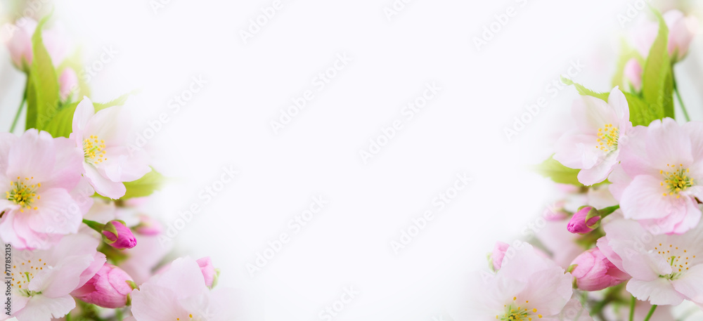 Beautiful spring background, banner. Spring flowers closeup on a white background with copy space. Blossoming flowers of a fruit tree.