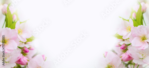 Beautiful spring background, banner. Spring flowers closeup on a white background with copy space. Blossoming flowers of a fruit tree. © myschka79