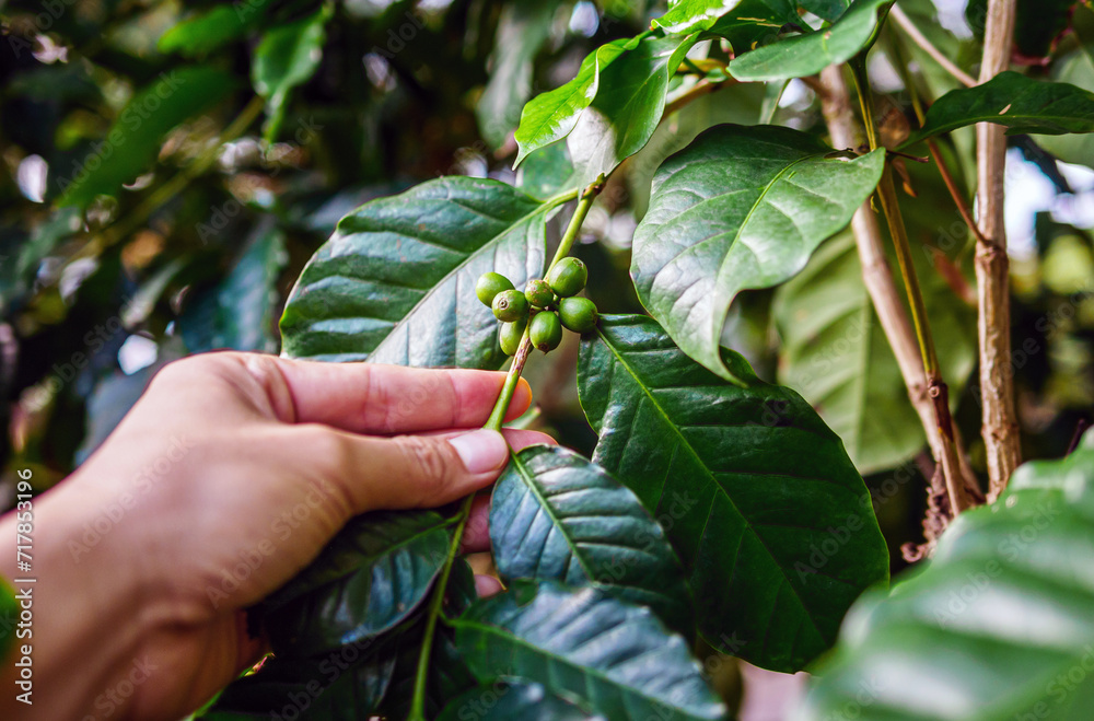 Raw coffee beans in hands,arabica coffee berries with agriculturist hands, Raw green coffee beans in hand farmer, fresh coffee, raw green berry branch, agriculture on coffee tree Raw coffee beans in hands,arabica coffee berries with agriculturist hands, Raw green coffee beans in hand farmer, fresh coffee, raw green berry branch, agriculture on coffee tree