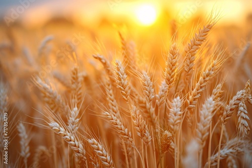Golden Harvest  Sunlit Wheat Fields in August Generative AI