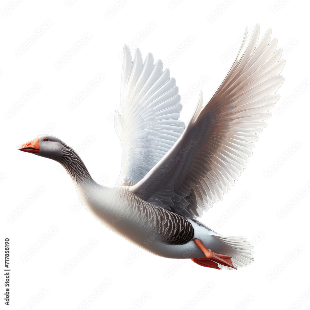 Obraz premium goose in flight-flying goose isolated on transparent or white background, PNG