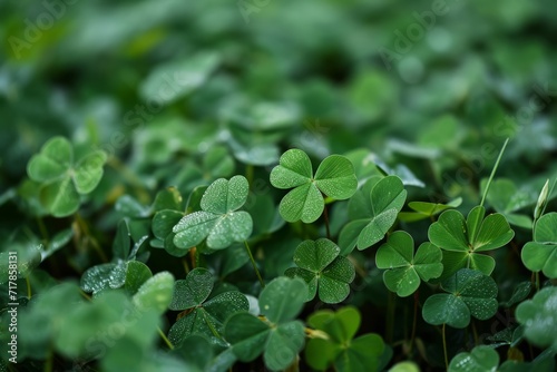 A thick mat of clover leaves on a blurred green background. St. Patrick's Day celebration, luck and fortune concept, copy space
