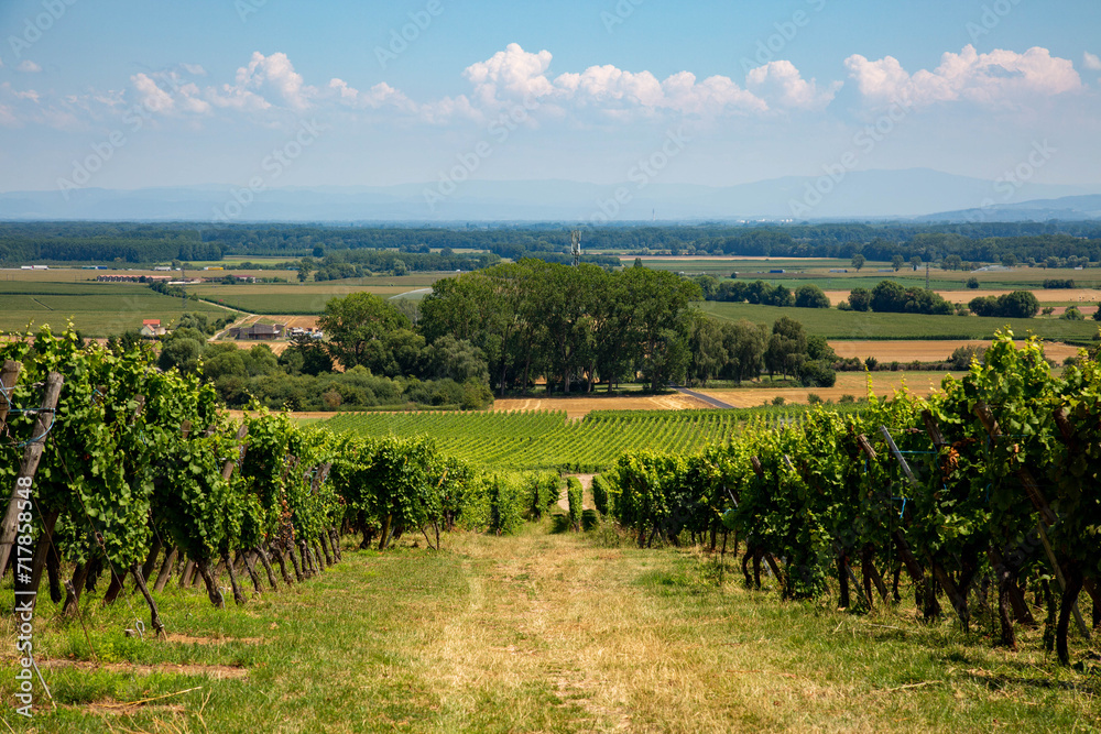 Weinberge im Elsaß