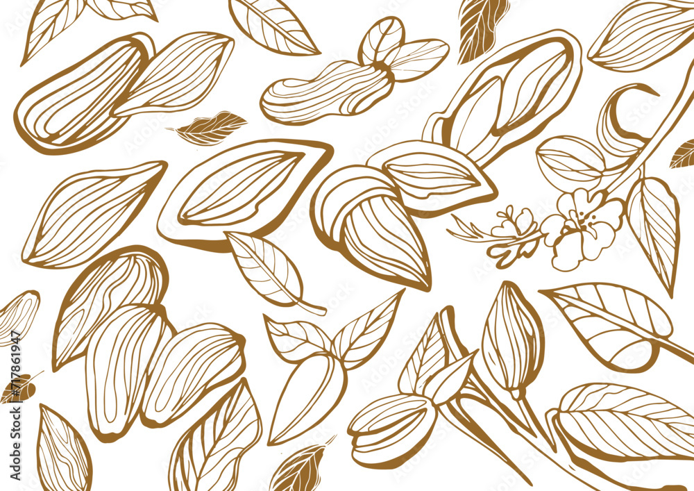 Isolated vector collection of almond on a white background. Hand drawn almonds set: Branches with leaves and immature fruit. Blossoming almond. Nuts. Vintage