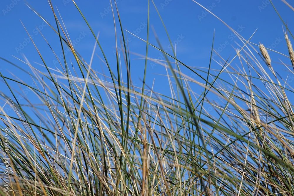 Düne Düne