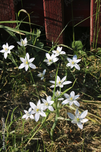 white flowers on the grass