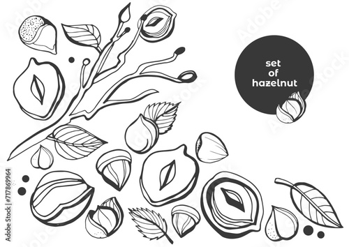 Isolated vector hazelnut on a white background. Colection. Vector collection of hand drawn nuts sketches. Vintage illustrations of hazelnut. Single seeds. Organic nut. Detailed hand drawn hazelnuts.