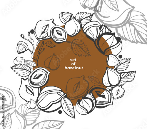 Isolated vector hazelnut on a white background. Colection. Vector collection of hand drawn nuts sketches. Vintage illustrations of hazelnut. Single seeds. Organic nut. Detailed hand drawn hazelnuts.