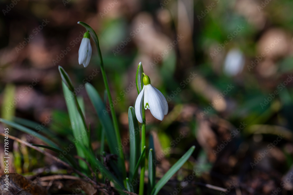 First beautiful snowdrops in spring First beautiful snowdrops in spring