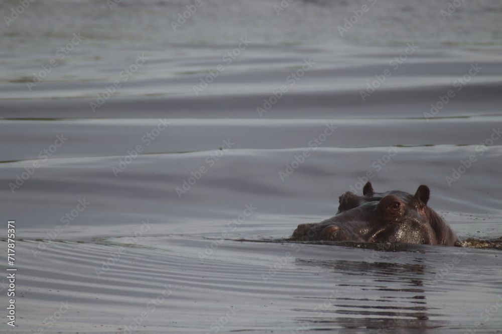Fototapeta premium hippopotamus in the river
