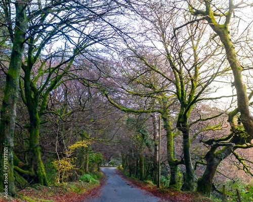 A winding, leaf littered road through the lichen-filled trees at sunset.