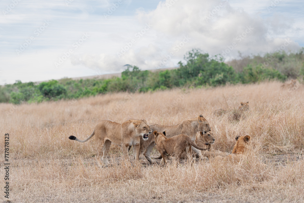Lion female in the Masai Mara