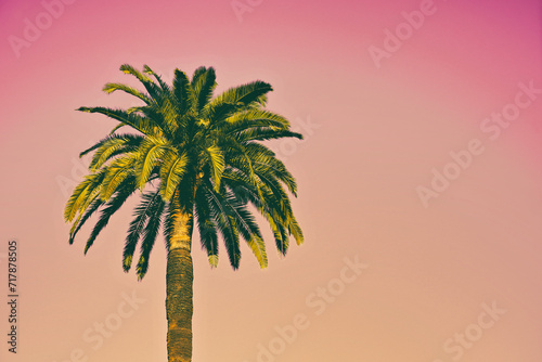 Palm Tree with retro look background