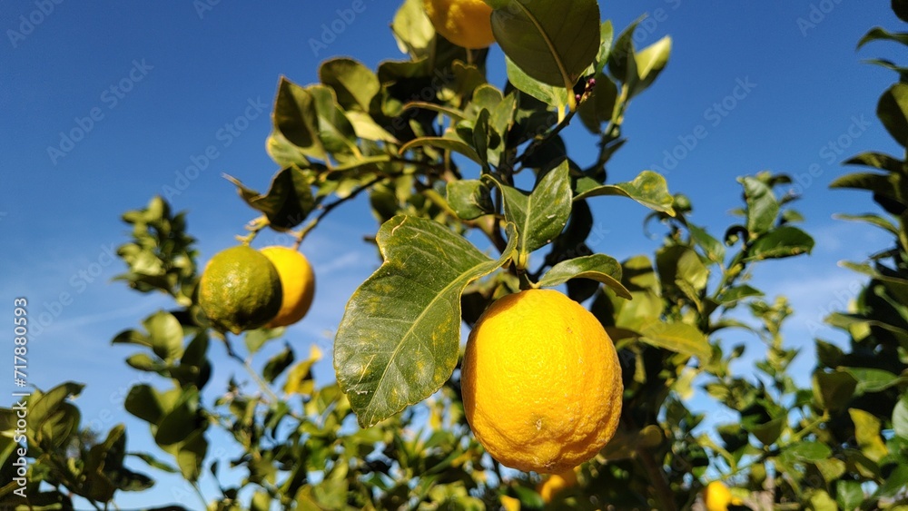 Fresh yellow ripe lemons on lemon tree branches in garden Fresh yellow ripe lemons on lemon tree branches in garden