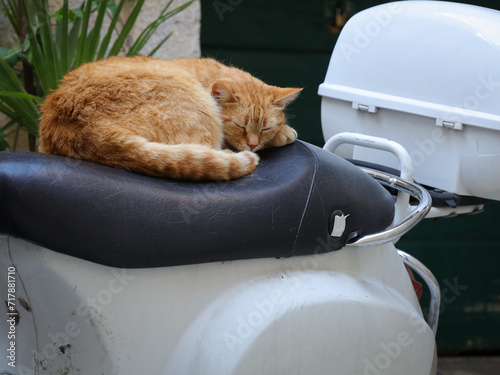 Uroczy rudy kot śpiący na siedzeniu skutera zaparkowanego na ulicy włoskiego miasta. A cute ginger cat sleeping on the seat of a scooter parked on the street of an Italian city.