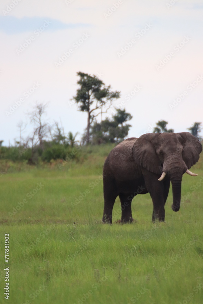 Fototapeta premium elephant in the wild