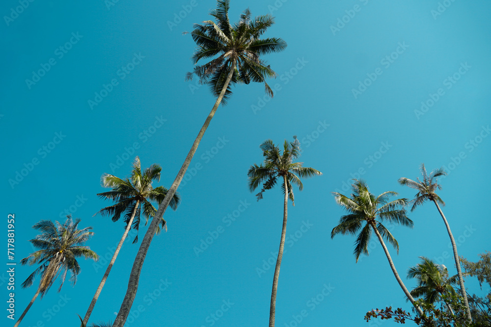 Fototapeta premium Tropical palm tree with sun light on sky background. Summer season Coconut palm trees Beautiful natural tropical background. Tall Coconut Trees on the beach area during daytime.