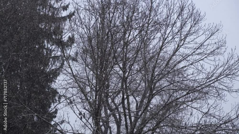 snowing on bare trees in the forest in winter snowing on bare trees in the forest in winter